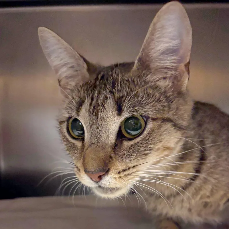 A young medium-sized female Brown / Chocolate Domestic Short Hair cat named Tamalito for adoption in Providence, RI
