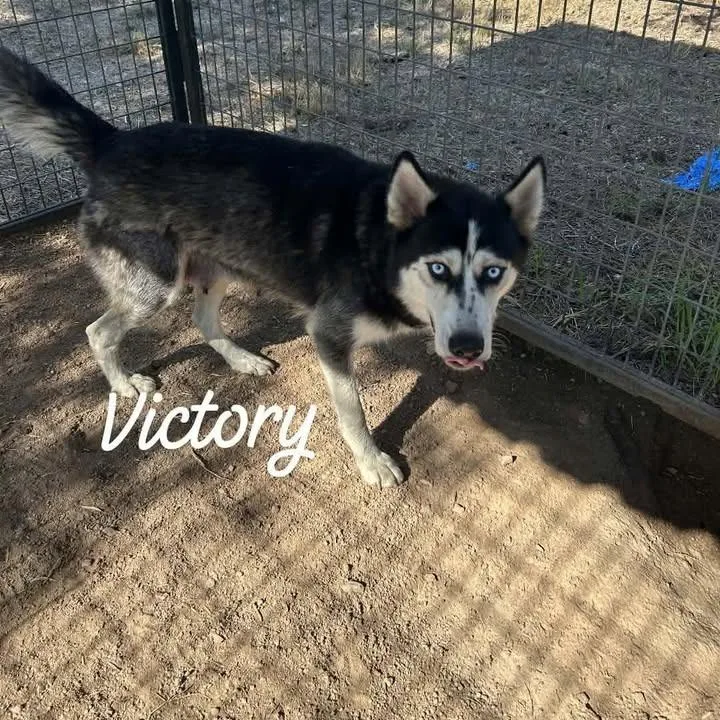 An adult small-sized female Siberian Husky dog named Victory for adoption in Buchanan Dam, TX