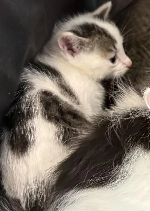 A baby small-sized female Domestic Short Hair cat named Kc for adoption in Lawrenceville, GA