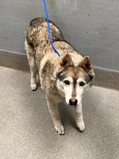An adult large-sized male Siberian Husky dog named Wild Blueberry for adoption in Las Vegas, NV
