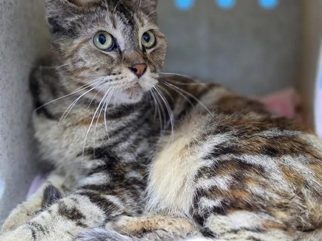 An adult large-sized female Domestic Short Hair cat named Ramona for adoption in Downey, CA