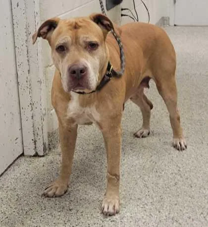 A senior extra large-sized female Yellow / Tan / Blond / Fawn Pit Bull Terrier dog named Cleopatra for adoption in Kansas City, MO