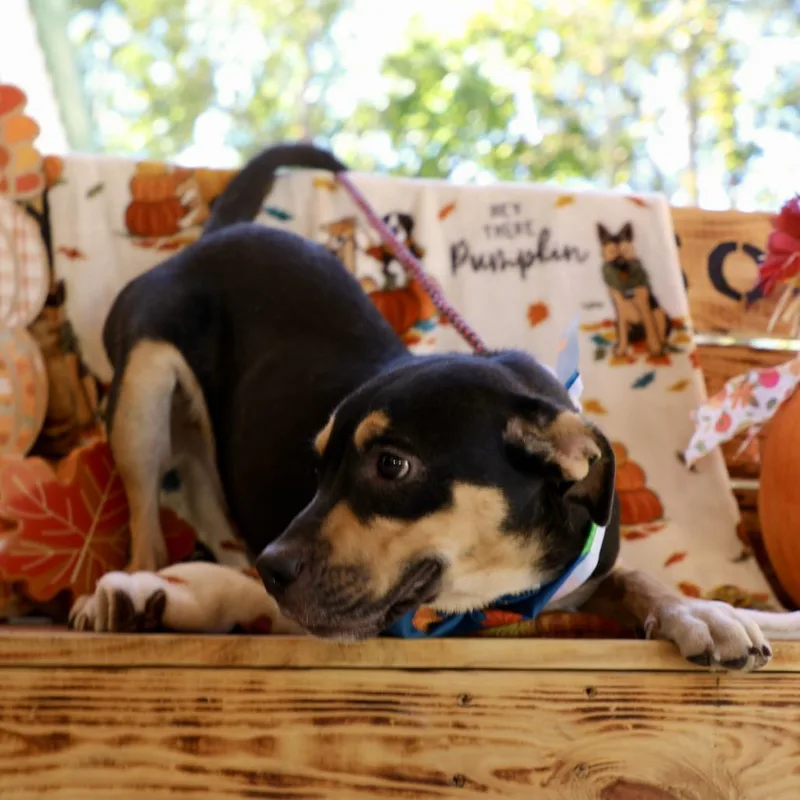 A young small-sized female Black Mixed Breed dog named Mj for adoption in Evensville, TN