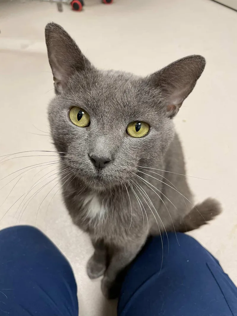 A senior medium-sized male Gray & White Domestic Short Hair cat named Graham for adoption in New Milford, CT