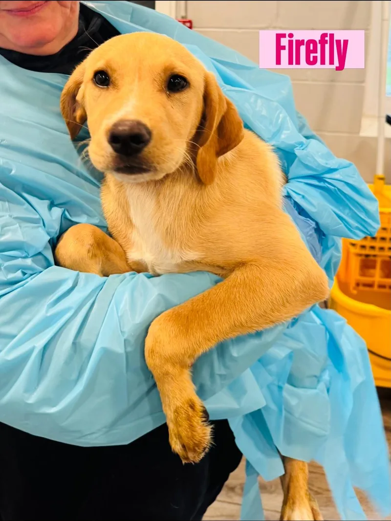 A baby large-sized female Labrador Retriever dog named Firefly for adoption in Rock Hill, NY