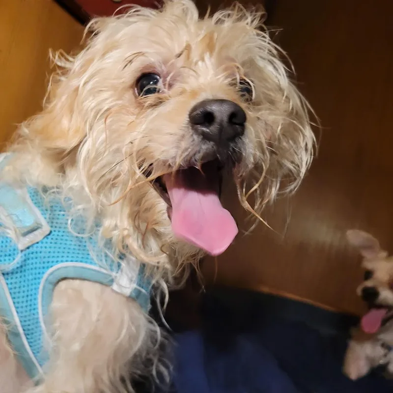 Teddy thumbnail 3