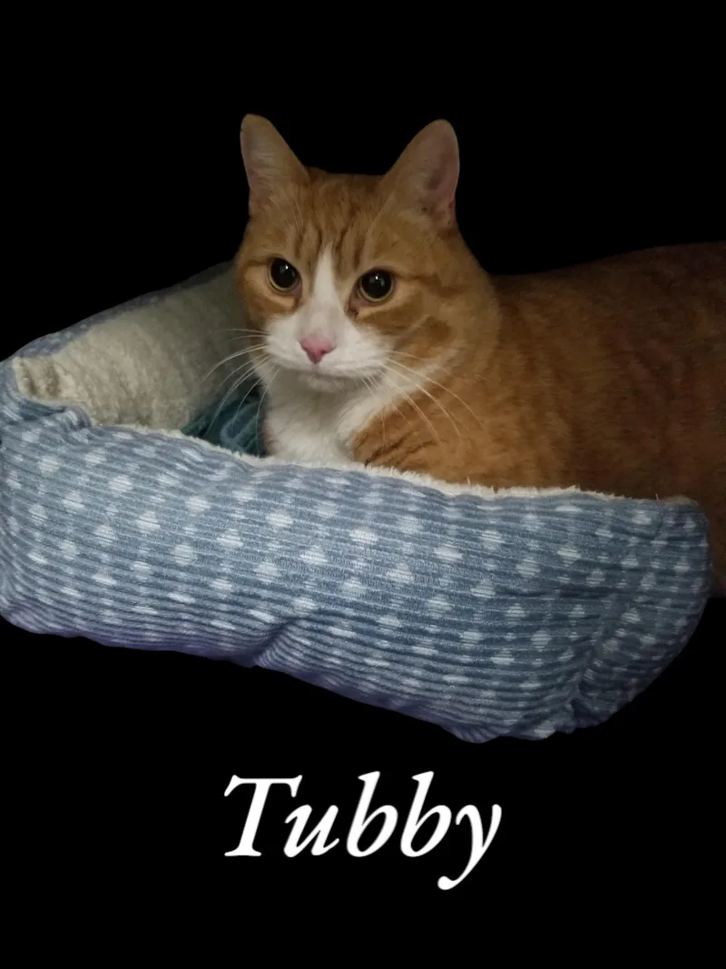 A senior extra large-sized male Orange & White Domestic Short Hair cat named Tubby for adoption in Orleans, VT