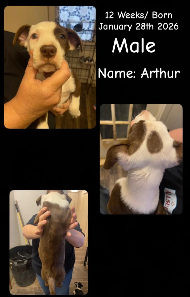 Lolp Arthur