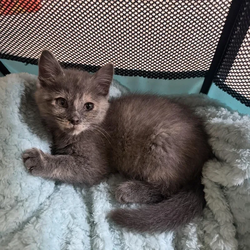 A baby small-sized female Tortoiseshell Domestic Short Hair cat named Button for adoption in Birdsboro, PA
