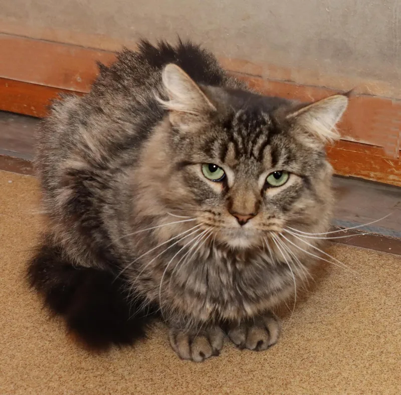 A young medium-sized male Tabby (Brown / Chocolate) Maine Coon cat named Chance for adoption in Euclid, OH