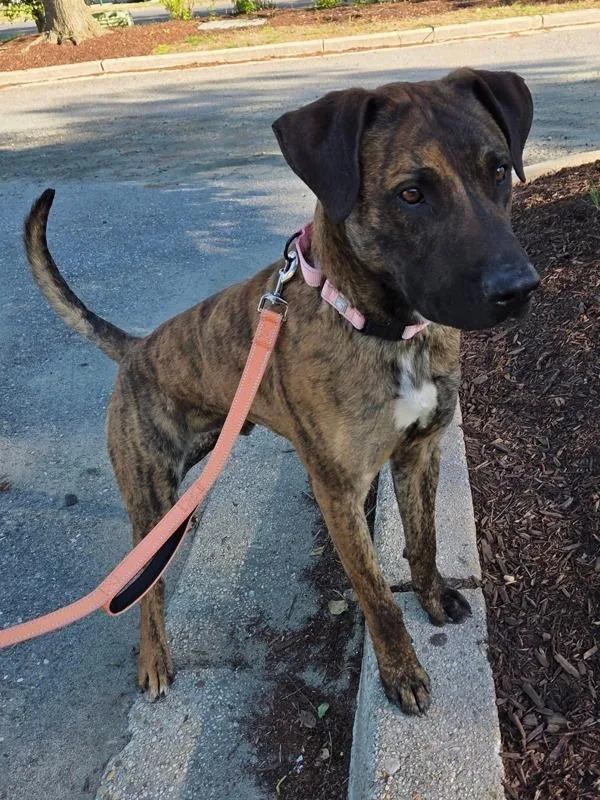A young medium-sized male Hound dog named Cassidy for adoption in Millersville, MD