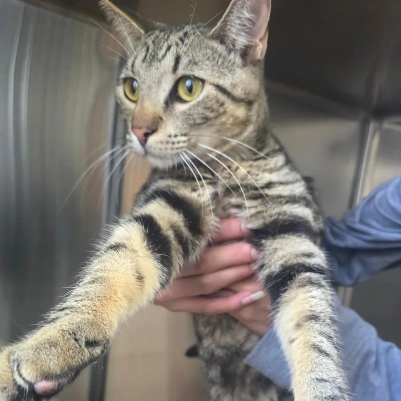 An adult large-sized male Brown / Chocolate Domestic Short Hair cat named Swiss for adoption in Naples, FL