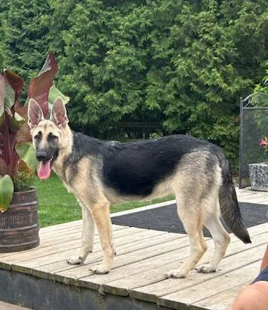 Nala thumbnail 6