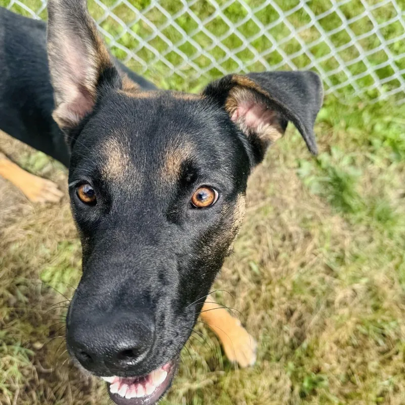 A young medium-sized male German Shepherd Dog dog named Prescott for adoption in Rock Falls, IL