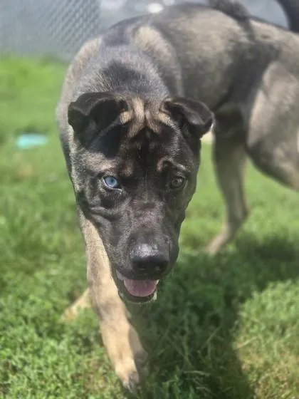 An adult medium-sized male Black Husky dog named Clark for adoption in Joliet, IL