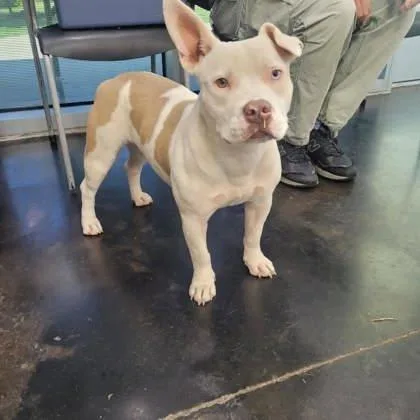 A young medium-sized female Mixed Breed dog named Iceland for adoption in Memphis, TN