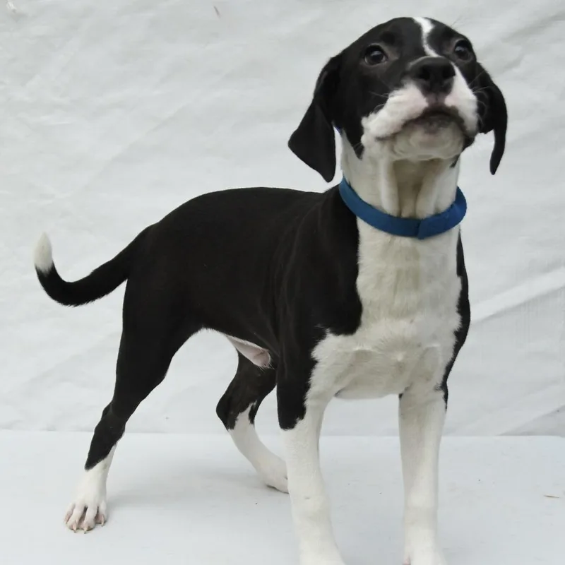 A baby medium-sized male Black Labrador Retriever dog named Walker for adoption in South Elgin, IL
