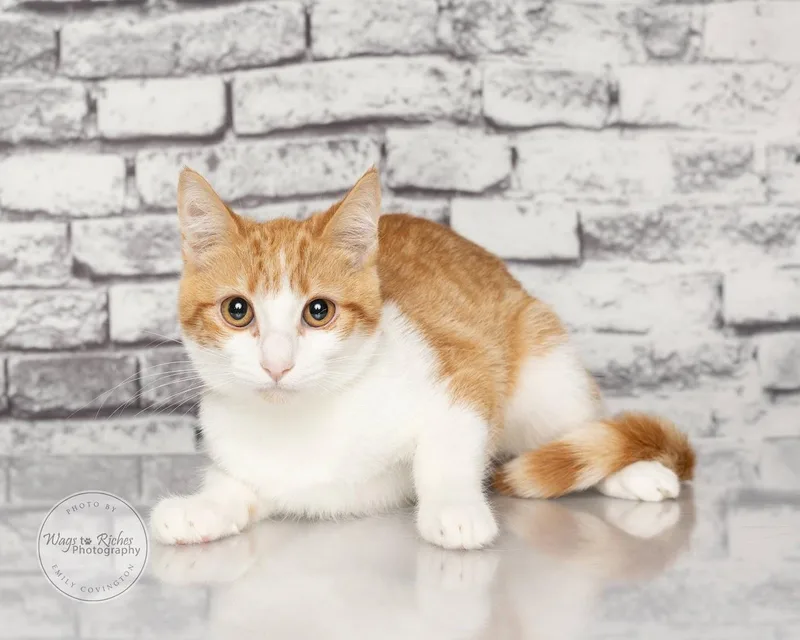 A baby medium-sized female Orange & White Domestic Short Hair cat named Lisa for adoption in Tuscaloosa, AL