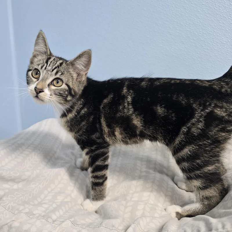 A baby medium-sized female Tabby (Brown / Chocolate) Domestic Short Hair cat named Glimmer for adoption in Farmington, MO