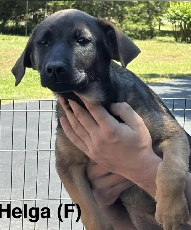 A baby large-sized female Black Shepherd dog named Helga for adoption in Parma, OH