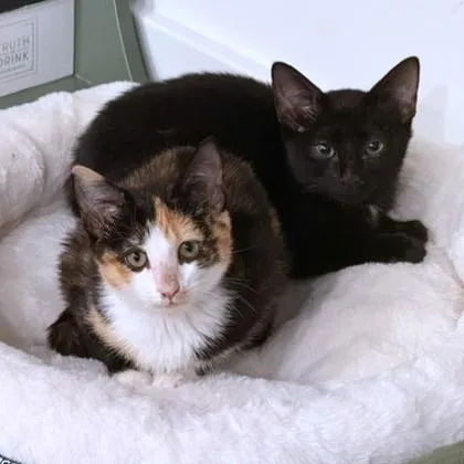 A baby medium-sized male Domestic Short Hair cat named Pickles for adoption in Washington, DC
