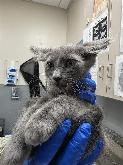A baby medium-sized male Domestic Short Hair cat named Lemon Meringue for adoption in Las Vegas, NV