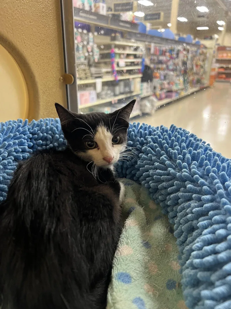A baby medium-sized female Black & White / Tuxedo Domestic Short Hair cat named Celine for adoption in Yardley, PA