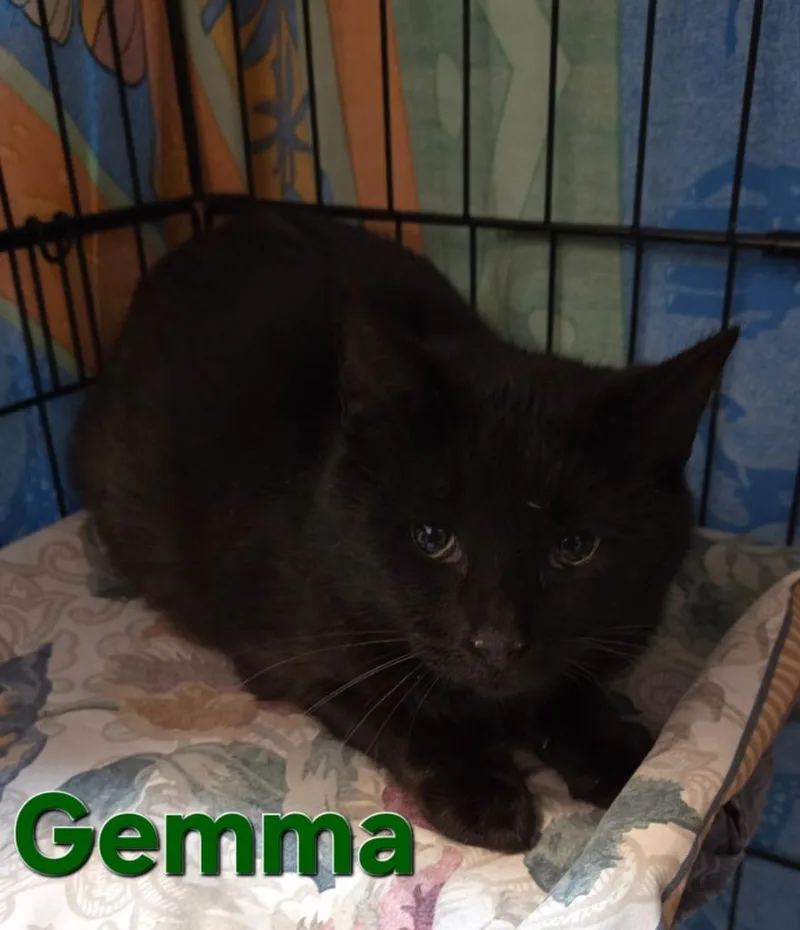 A young small-sized female Domestic Short Hair cat named Gemma for adoption in Rutherfordton, NC