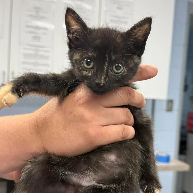 A baby small-sized female Tortoiseshell Domestic Short Hair cat named Juls for adoption in Martinsville, VA