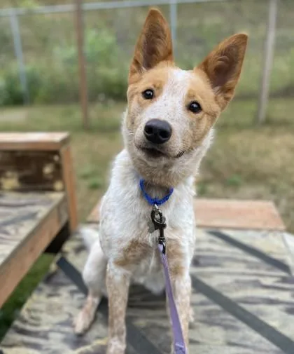 An adult medium-sized female Fox Terrier dog named Cedar for adoption in Burlington, WA