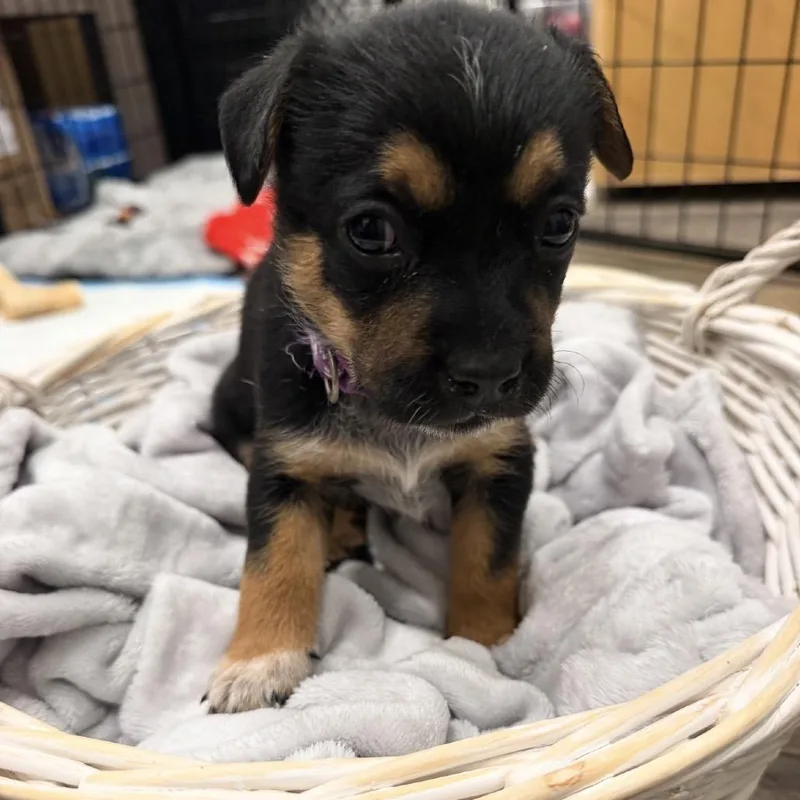 A baby small-sized female Australian Cattle Dog / Blue Heeler dog named Stella for adoption in Parker, CO