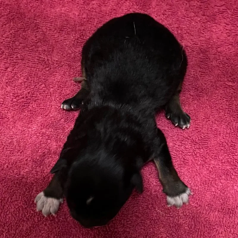 Stella thumbnail 3