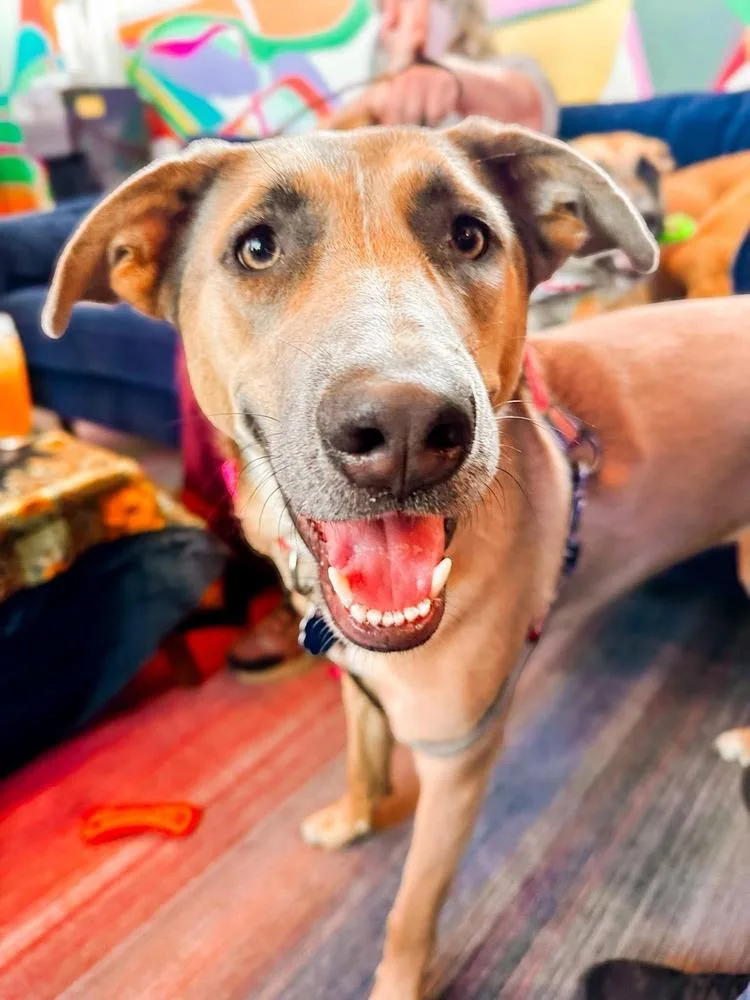 A young medium-sized female Brown / Chocolate Belgian Shepherd / Malinois dog named Aurora for adoption in Shawnee, OK