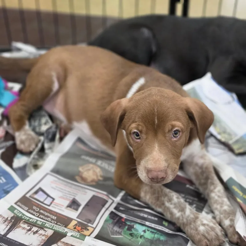 A baby medium-sized male White / Cream Pointer dog named Ulrich JuM for adoption in Austin, TX