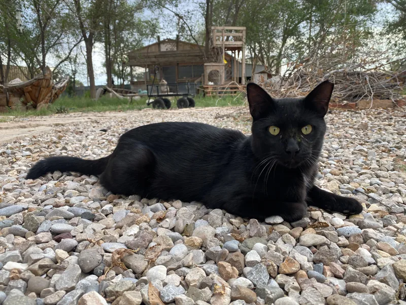 An adult medium-sized male Domestic Short Hair cat named Priest for adoption in Roswell, NM