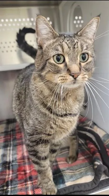 An adult medium-sized male Domestic Short Hair cat named Ali for adoption in Saint Peters, MO