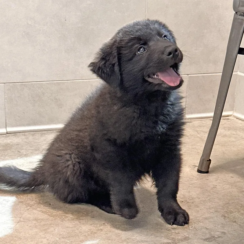 A baby medium-sized male Mixed Breed dog named Leprechaun for adoption in Hailey, ID