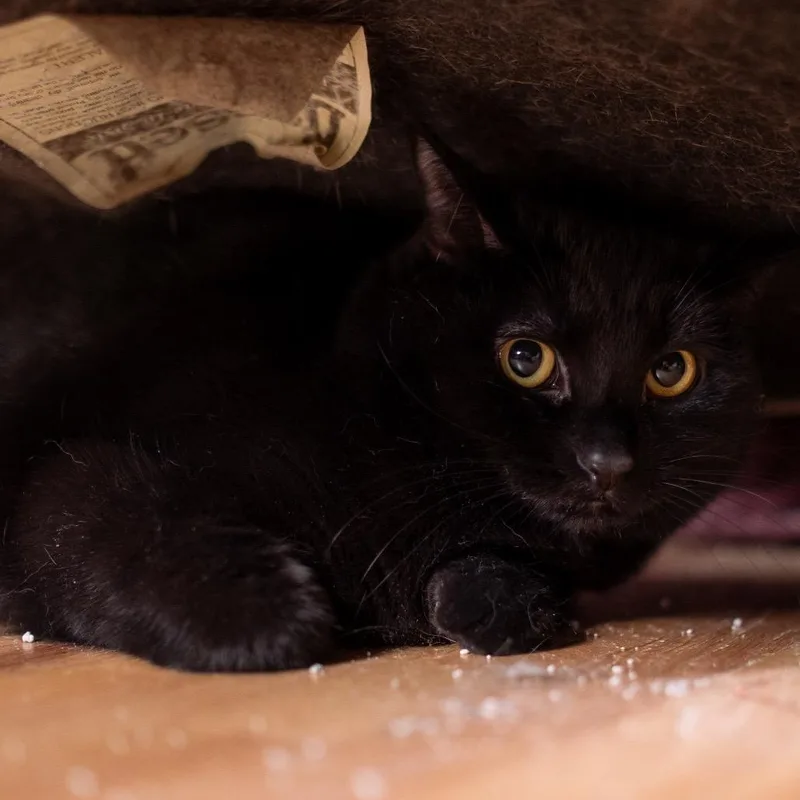 Laverne Jones thumbnail 2