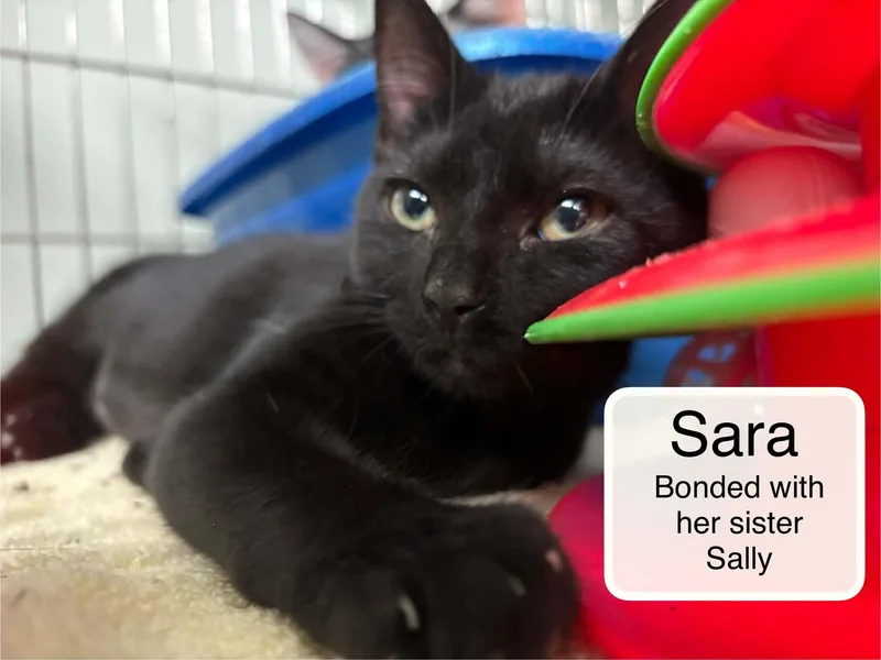 A baby small-sized female Black Domestic Short Hair cat named Sara and Sally for adoption in Ellicott City, MD