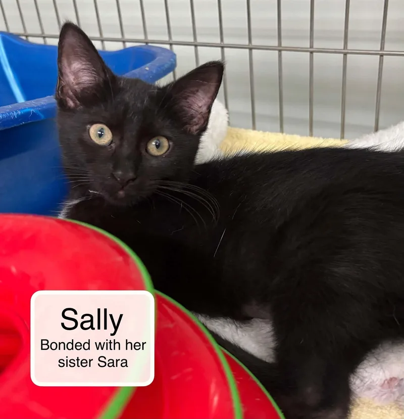 Sara and Sally thumbnail 2
