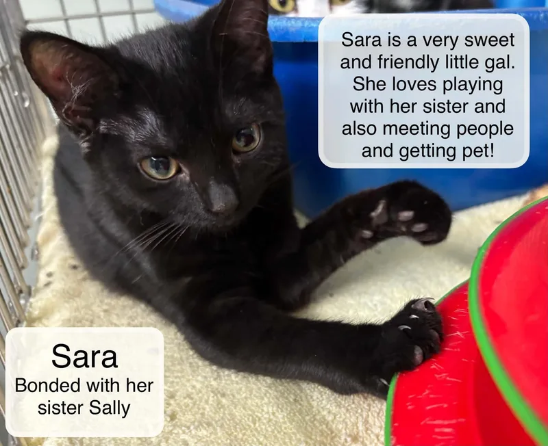Sara and Sally thumbnail 3