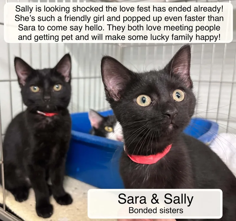 Sara and Sally thumbnail 4