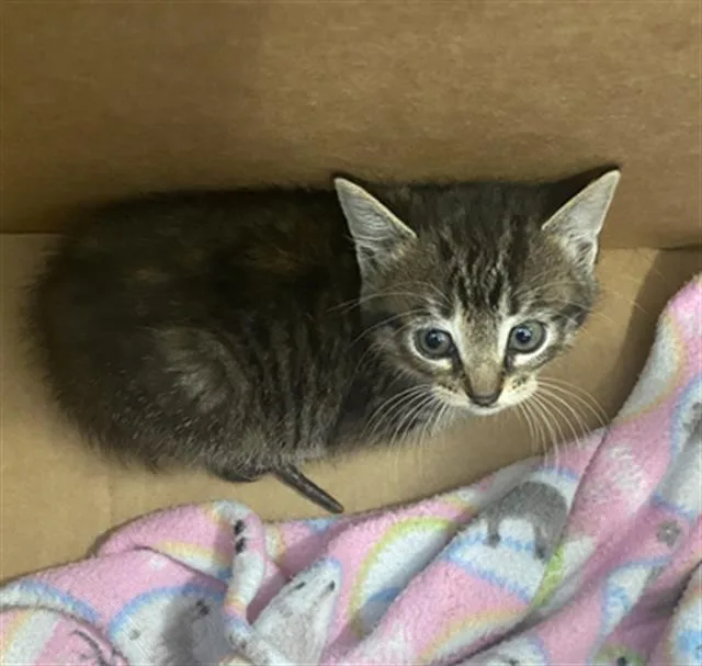 A baby medium-sized female Domestic Short Hair cat named Sweetie Pie for adoption in Dallas, TX