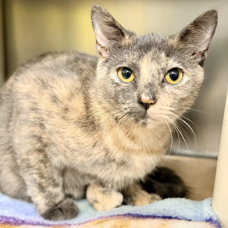 An adult medium-sized female Dilute Tortoiseshell Domestic Short Hair cat named Tiki for adoption in Jackson, NJ