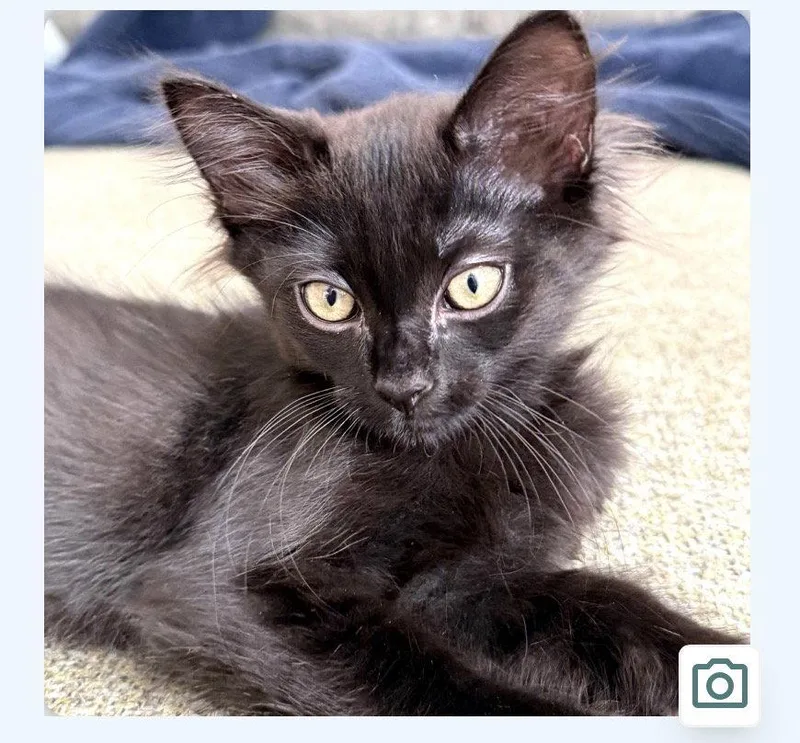 A baby medium-sized male Black Domestic Short Hair cat named William for adoption in Escondido, CA