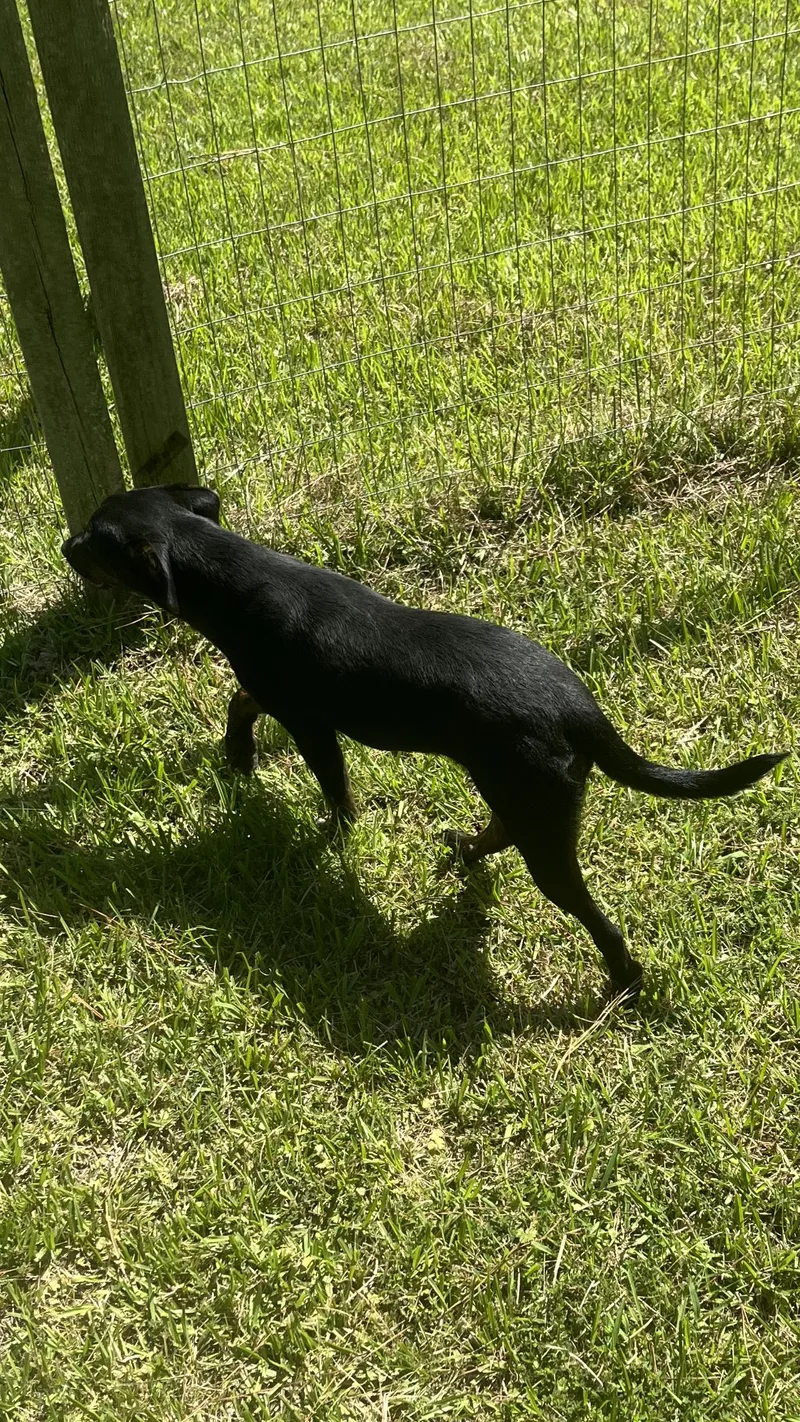 A young medium-sized female Black Labrador Retriever dog named Betty for adoption in Medfield, MA