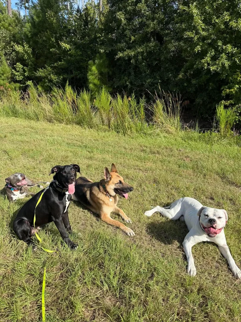 A young large-sized male Black German Shepherd Dog dog named Link for adoption in Bostic, NC