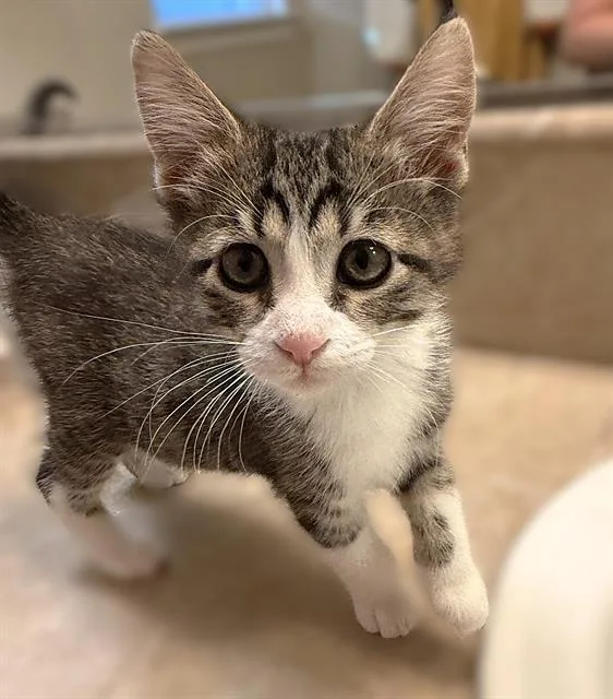 A baby small-sized male Domestic Short Hair cat named Butter for adoption in Sacramento, CA