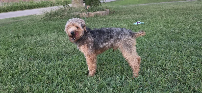 An adult small-sized male Yorkie Poo dog named Louis for adoption in Evansville, IN