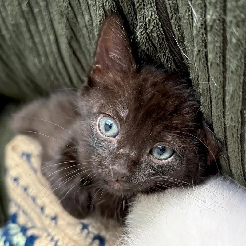 A baby small-sized female Black Domestic Short Hair cat named Daisy for adoption in San Diego, CA
